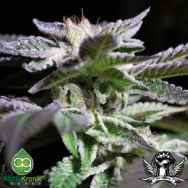 AlphaKronik Genes Seeds Bubba Love